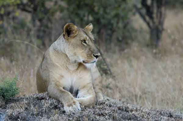 01 - Kenia - Leona - reserva nacional de Masai Mara